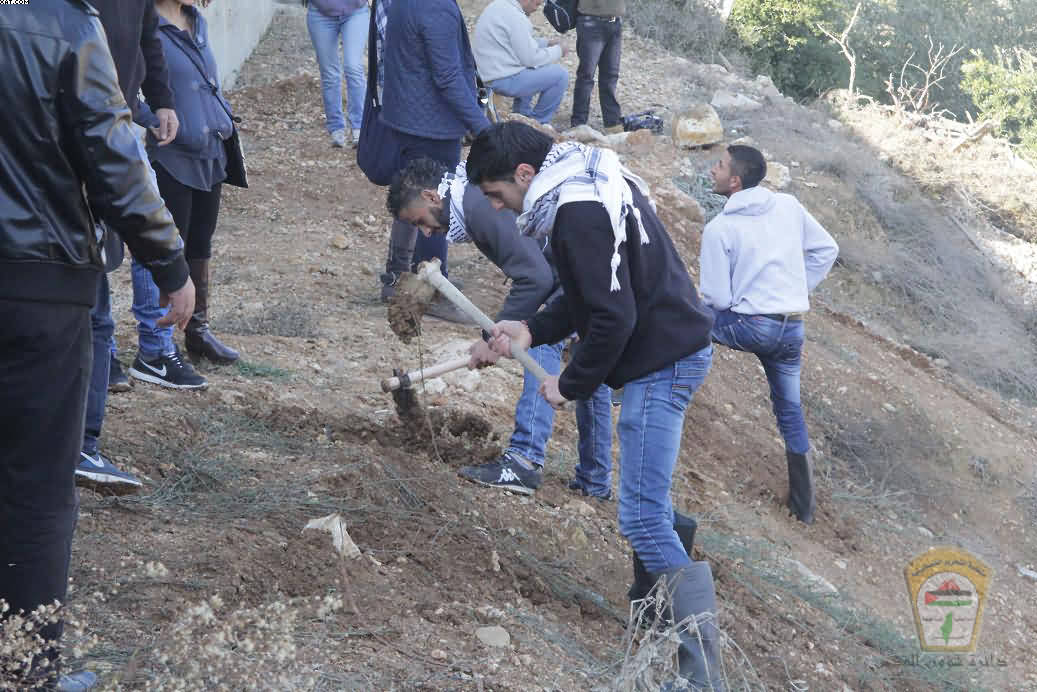 متطوعون يقتحمون الأراضي المصادرة بالولجة ويزرعونها بأشجار الزيتون